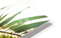 From Below the Palm HD Metal print