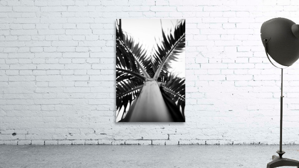 From Below the Palm BW Wall Preview