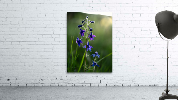 Slow Bloom Wall Preview