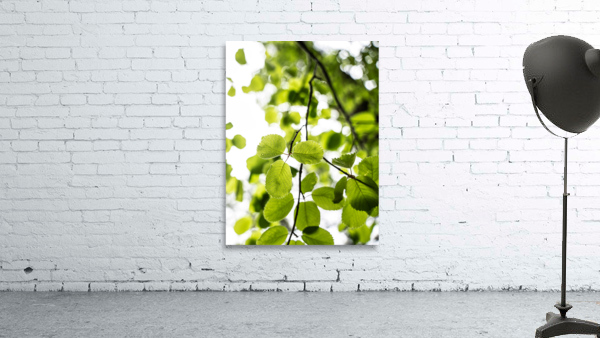 Aspen Glow Wall Preview