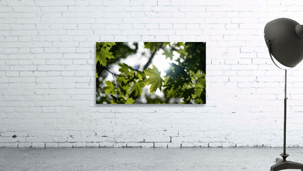 Green Maple Wall Preview