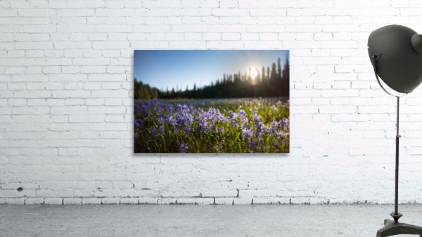 Packer Meadow Wall Preview