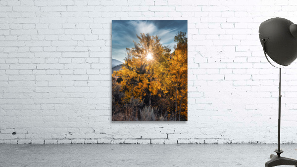 Golden Aspen Wall Preview