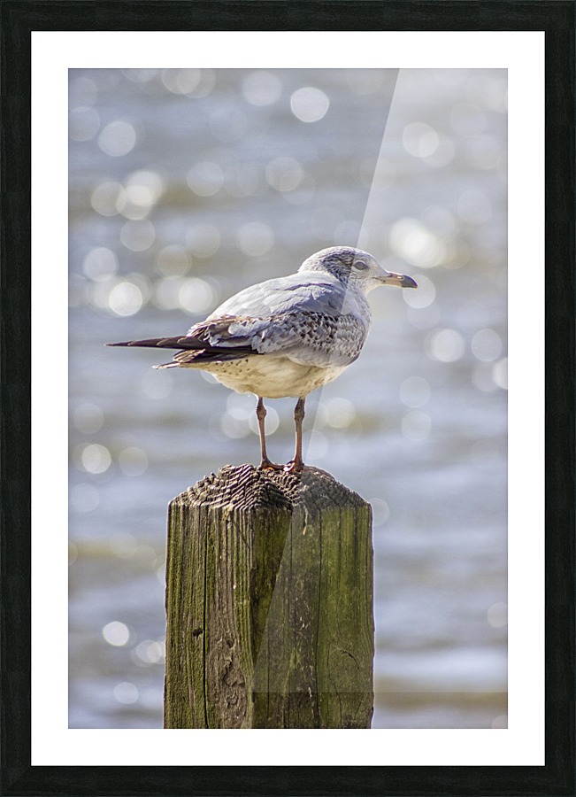 The Seagull Picture Frame print