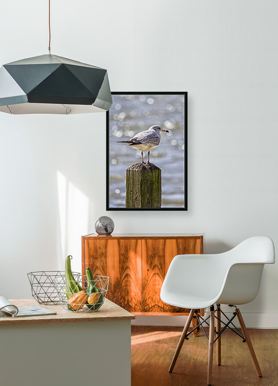 The Seagull Reproduction