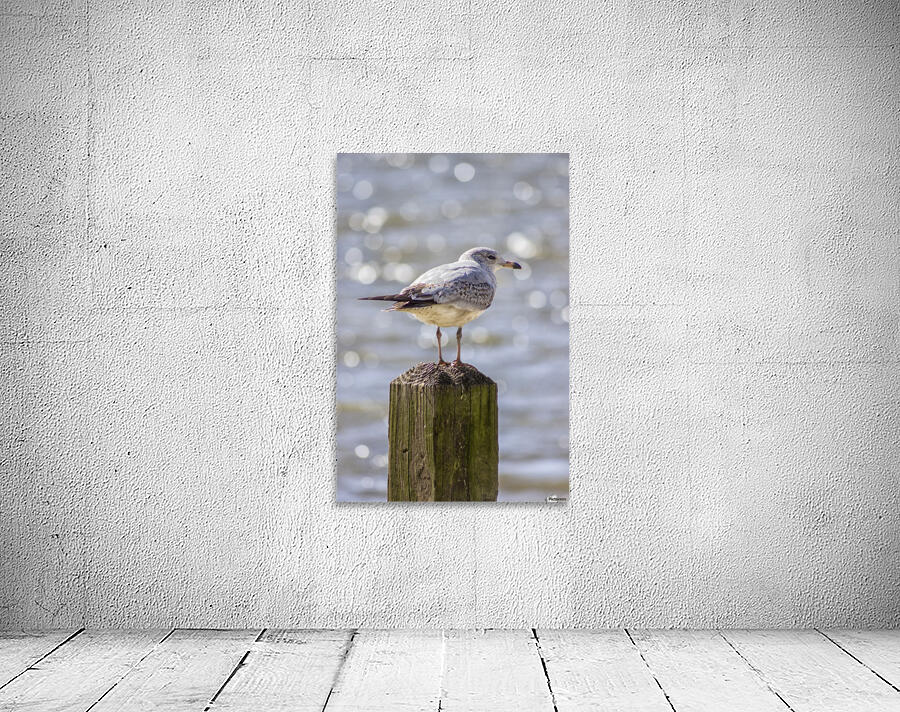 The Seagull Wall Preview