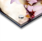 Cherry Blossoms in Bloom Acrylic print