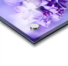 Lilac Blossoms in Soft Focus Acrylic print