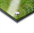 Dewy Spiderweb Acrylic print