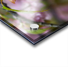Cherry Blossoms in Spring Acrylic print