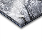Winter Canopy Acrylic print