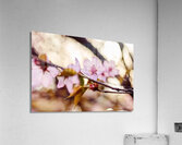 Cherry Blossoms in Bloom Acrylic Print