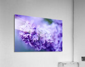 Lilac Blossoms in Soft Focus Acrylic Print