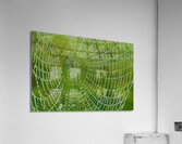 Dewy Spiderweb Acrylic Print