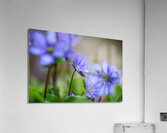 Purple Wildflowers Acrylic Print