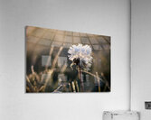 Frosted Dandelion Acrylic Print
