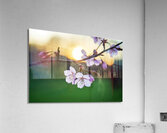 Sunset Blossoms Acrylic Print