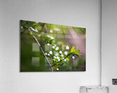 Blossoming Branch Acrylic Print