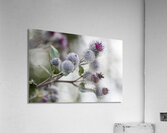 Thistle in Bloom Acrylic Print