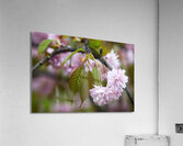 Cherry Blossoms in Spring Acrylic Print