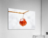 Snow Covered Lantern Acrylic Print