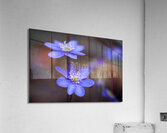 Spring Blossoms Acrylic Print