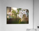 Blossoming Serenity Acrylic Print