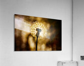 Dandelion at Sunset Acrylic Print