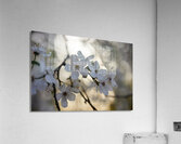 Spring Blossoms Acrylic Print