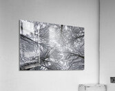 Winter Canopy Acrylic Print