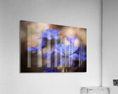 Blue blossoms Acrylic Print