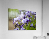 Purple Irises in Bloom Acrylic Print