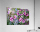 Pink flowers Acrylic Print