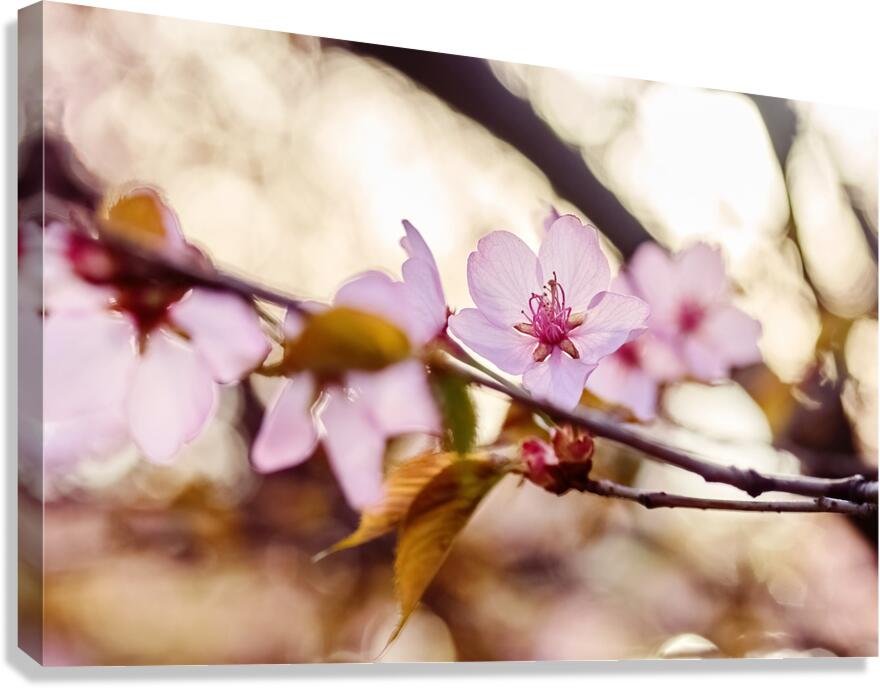 Cherry Blossoms in Bloom Canvas Print