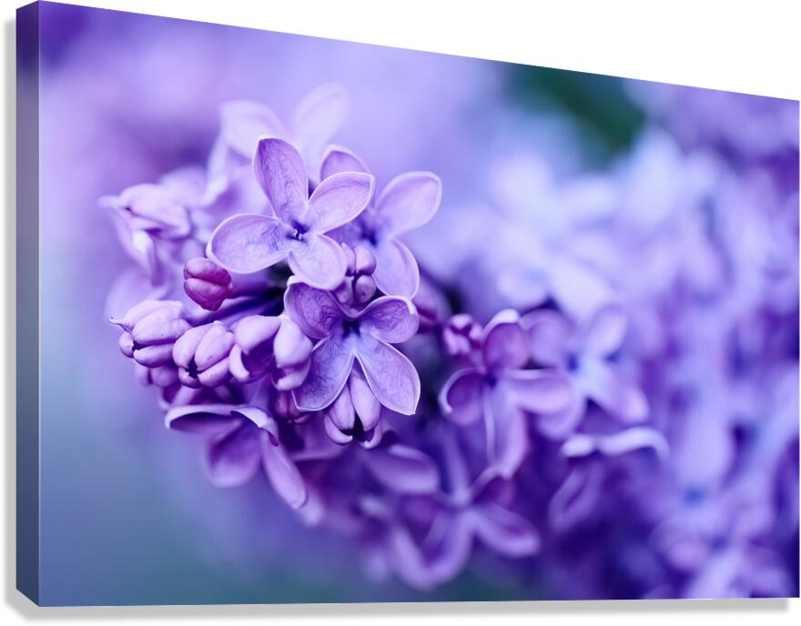 Lilac Blossoms in Soft Focus Canvas Print