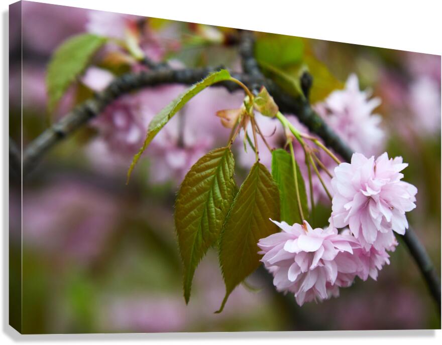 Cherry Blossoms in Spring Canvas Print