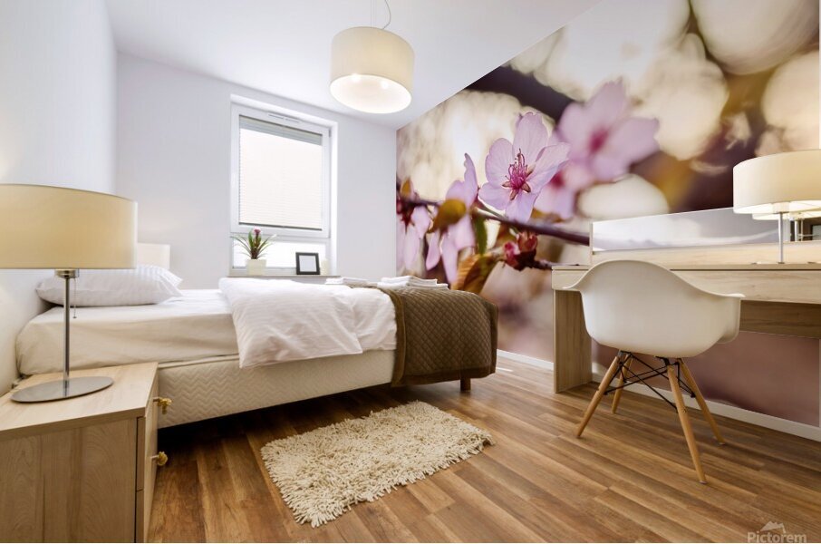 Cherry Blossoms in Bloom Mural print