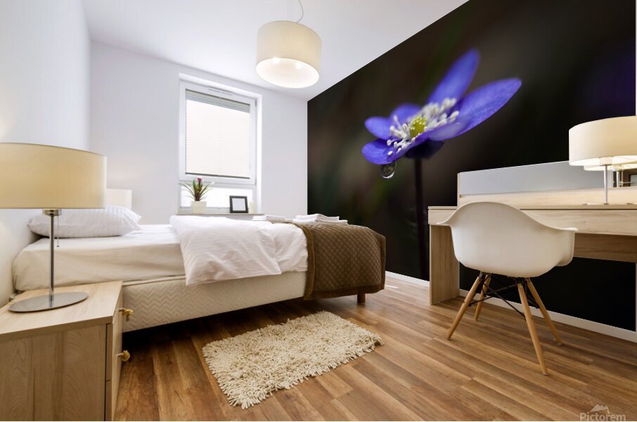 Raindrop on Petals Mural print