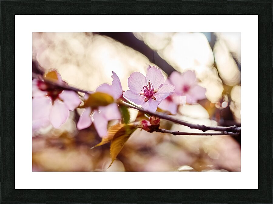 Cherry Blossoms in Bloom Picture Frame print