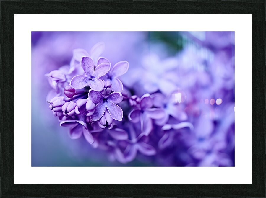 Lilac Blossoms in Soft Focus Picture Frame print
