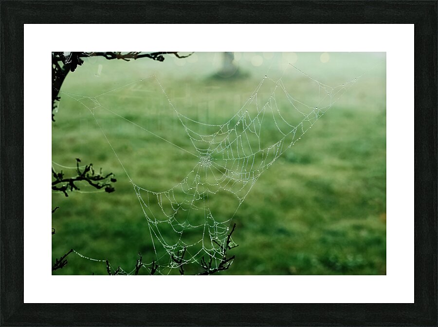 Dewy Spiderweb Picture Frame print