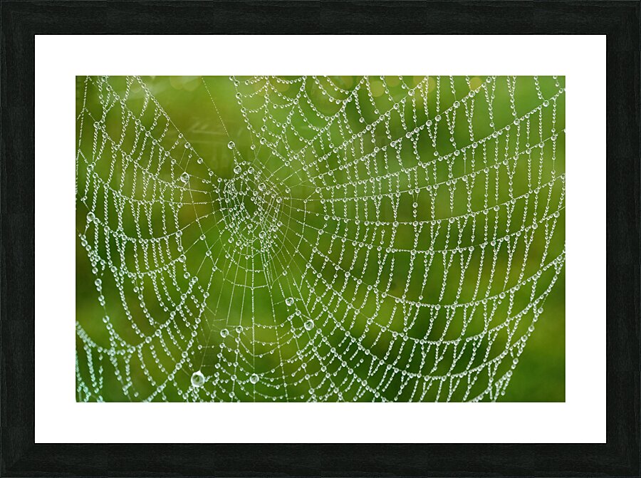 Dewy Spiderweb Picture Frame print