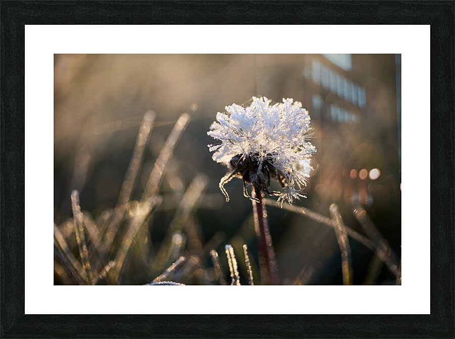 Frosted Dandelion Picture Frame print