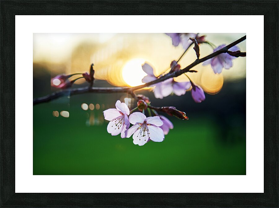 Sunset Blossoms Picture Frame print