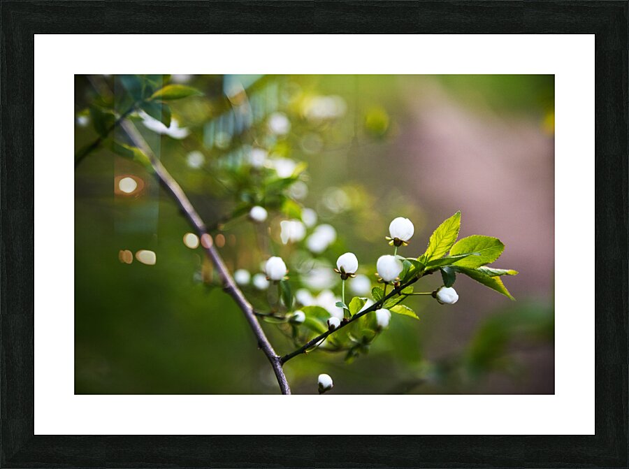 Blossoming Branch Picture Frame print