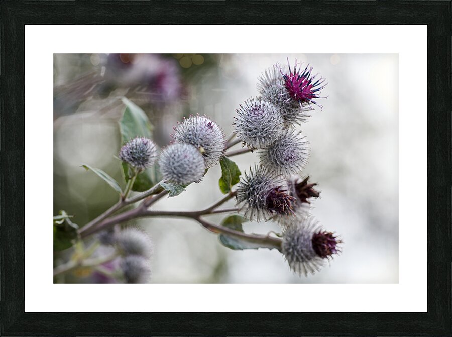 Thistle in Bloom Picture Frame print