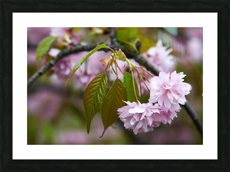 Cherry Blossoms in Spring Picture Frame print