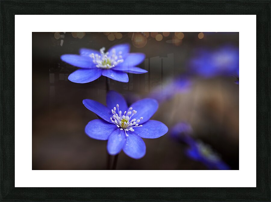 Spring Blossoms Picture Frame print