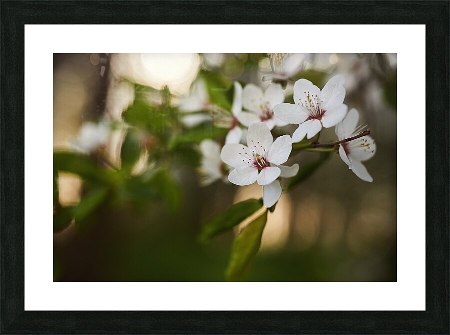 Blossoming Serenity Picture Frame print