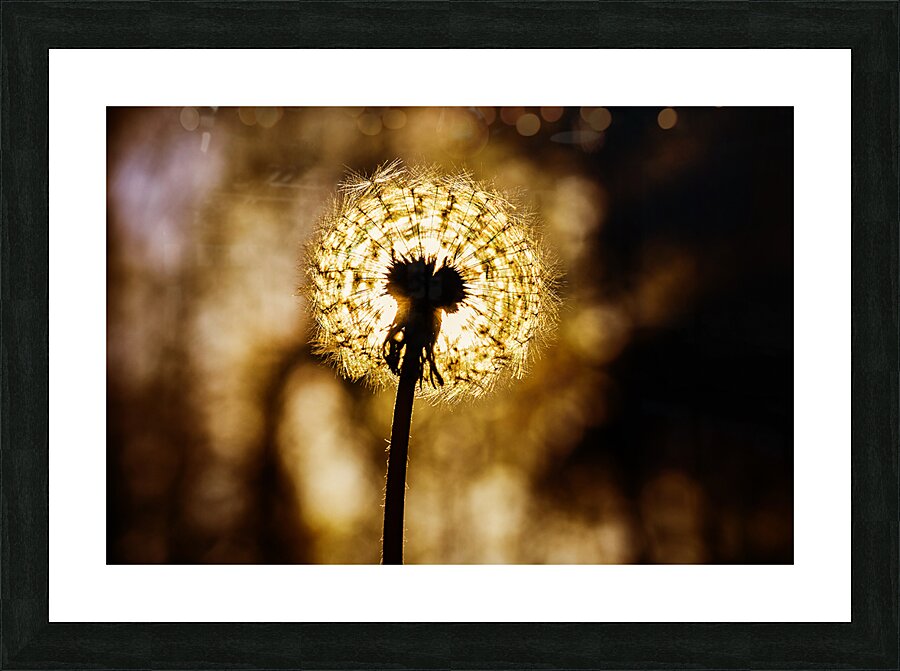 Dandelion at Sunset Picture Frame print